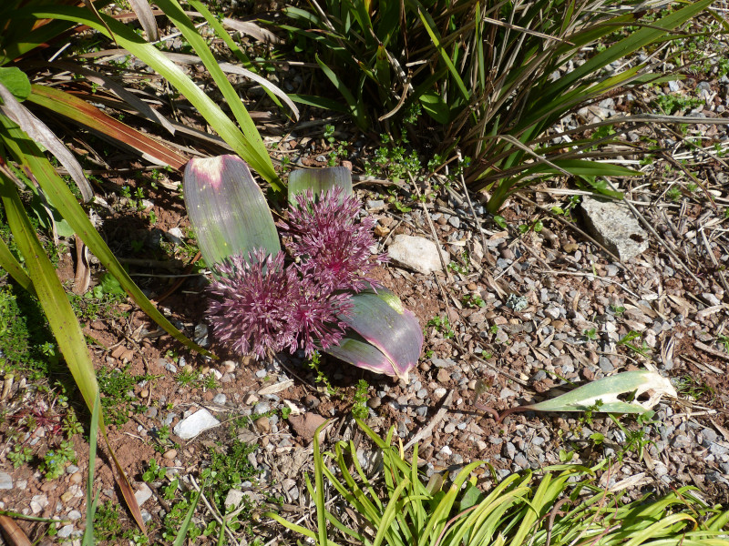 Allium nevskianum.JPG