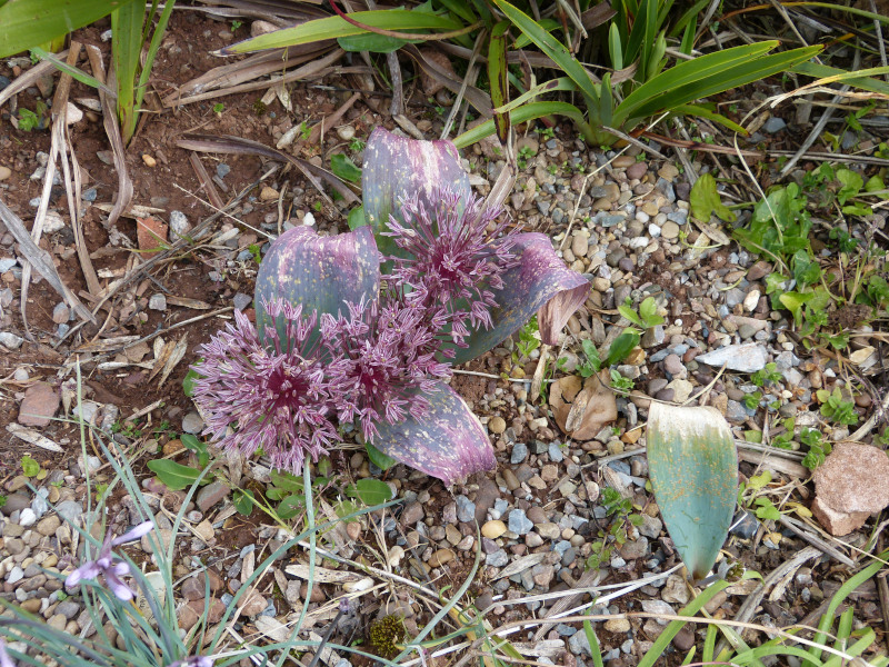 Allium nevskianum.JPG
