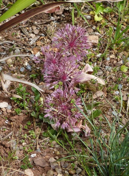 Allium nevskianum.JPG