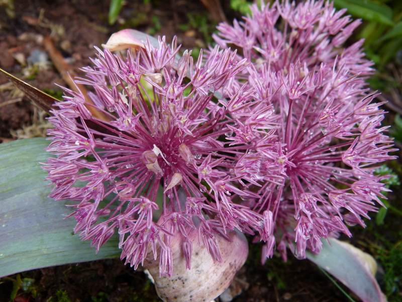 Allium nevskianum macro 2.JPG
