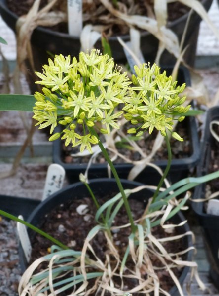 Allium scabriscapum.JPG