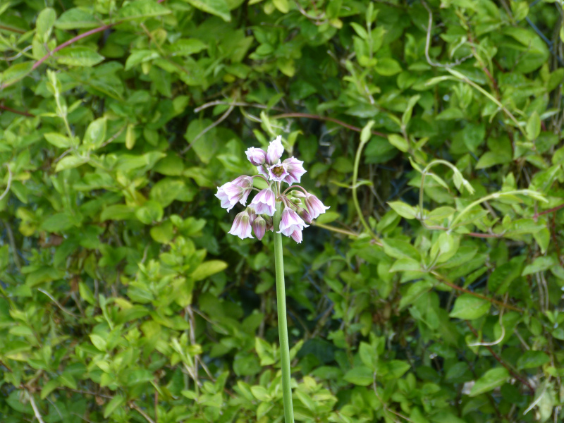 Allium tripedale.JPG