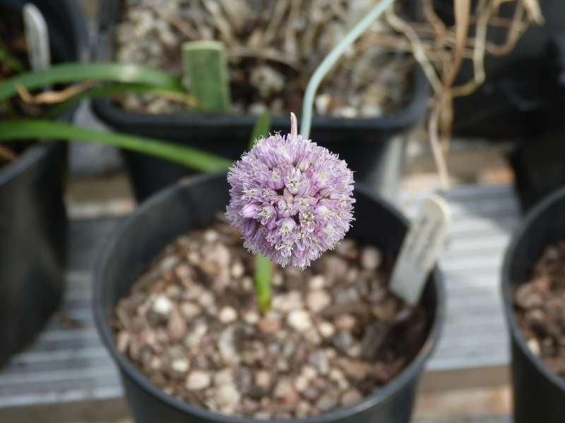 Allium tubiflorum.JPG