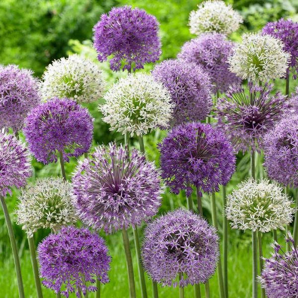 allium_mix_1.jpg