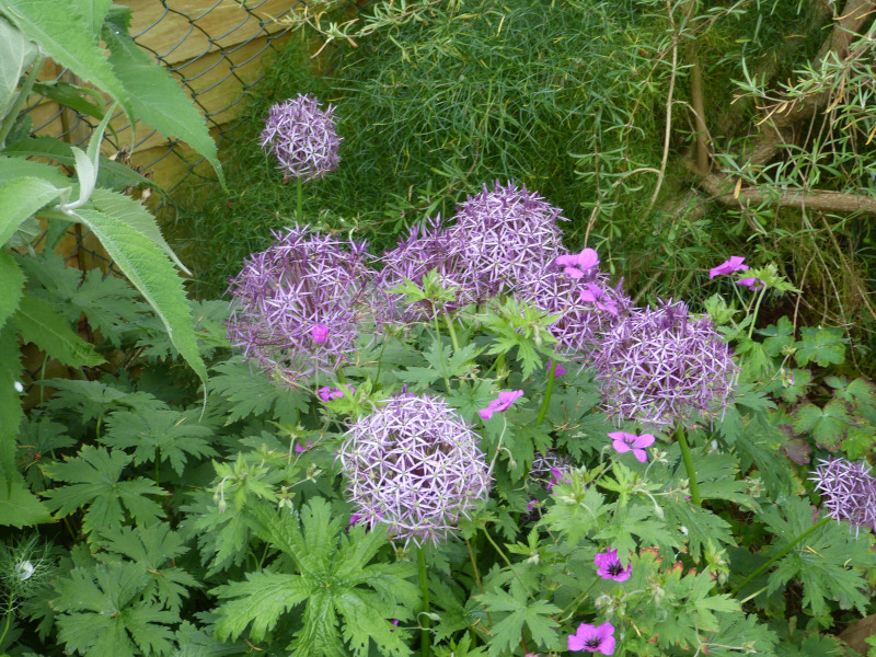 Alliums.JPG
