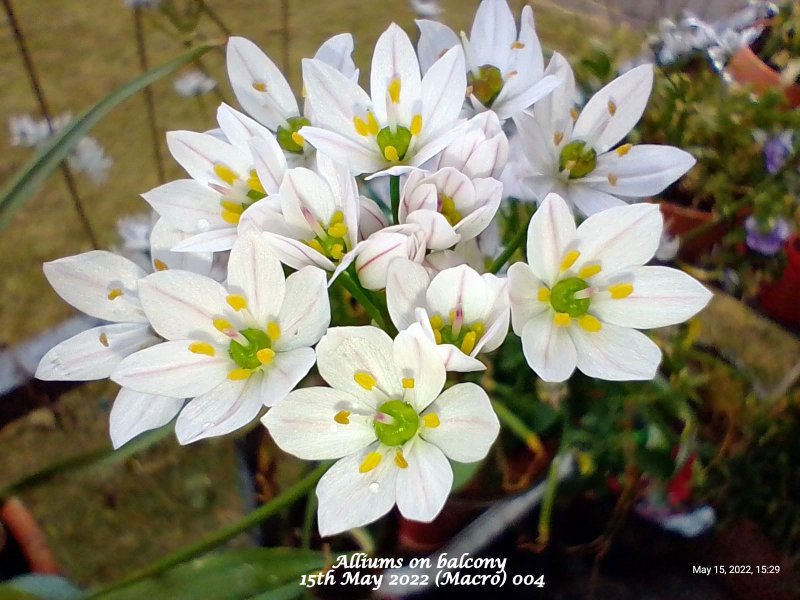 Alliums on balcony 15th May 2022 (Macro) 004.jpg