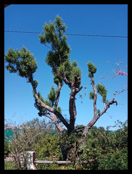 Almond 21 Mar 21(2)(1).jpg