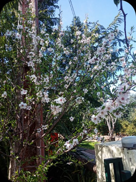 Almond 39 Jan 24.jpg