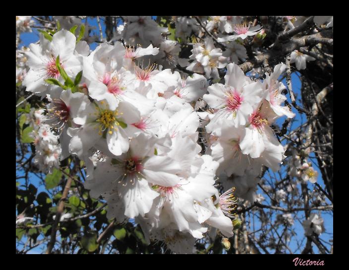 Almond Blossom 18 Jan 11.JPG