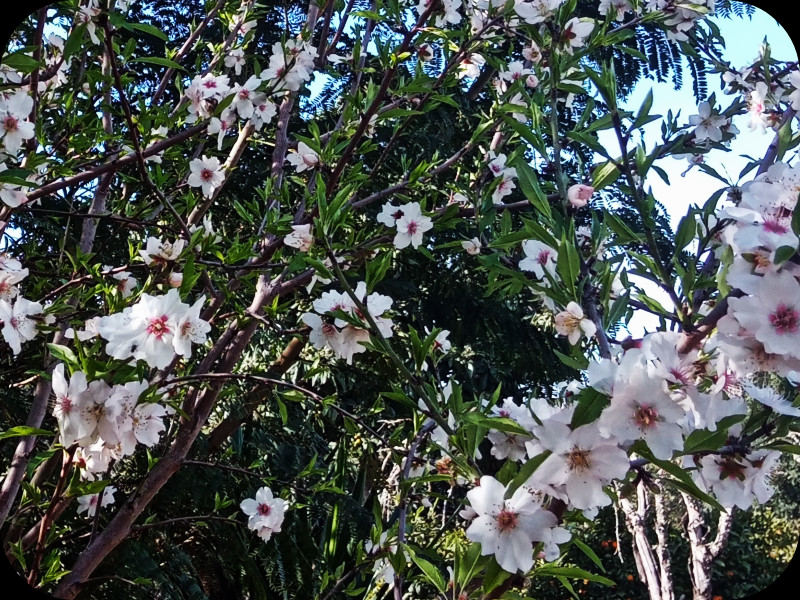 Almond Blossom 30 Jan 24.jpg