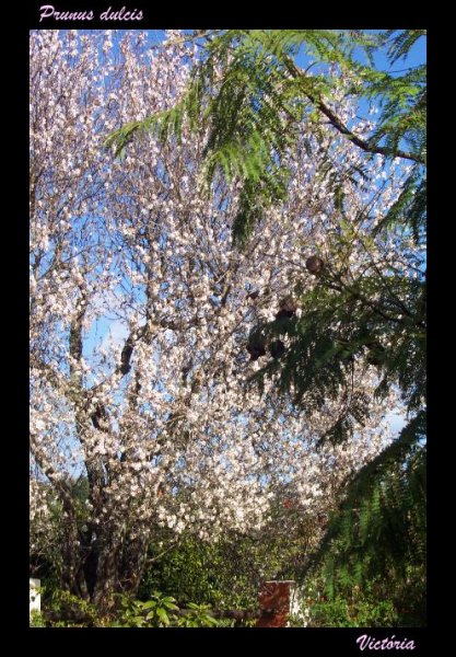 Almond Blossom Jan 08.JPG