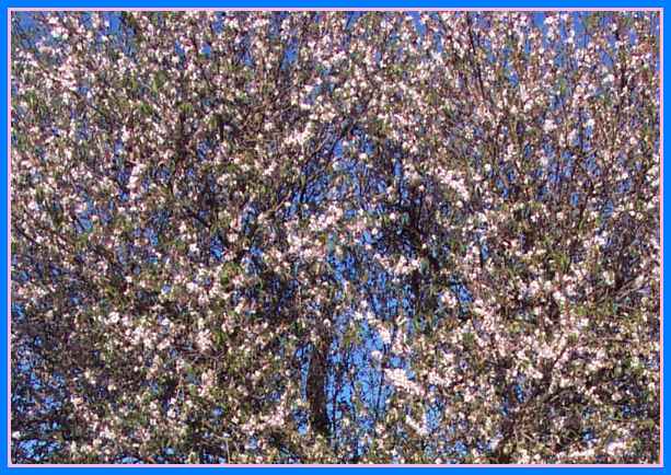 Almond Blossom.JPG