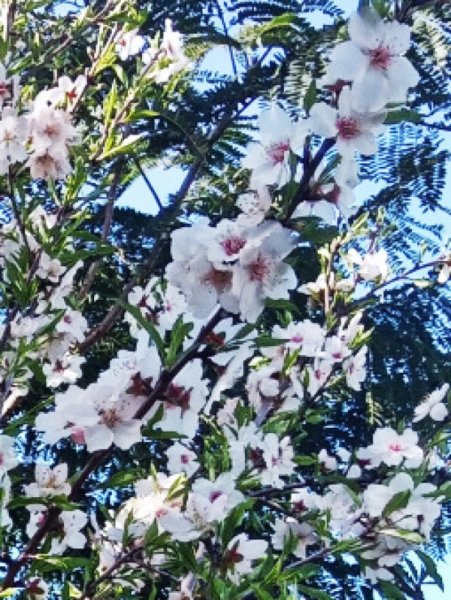 Almond Comp 4 Feb 24.jpg