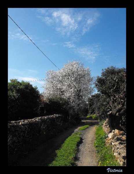 Almond from Lane 18 Jan 11.JPG