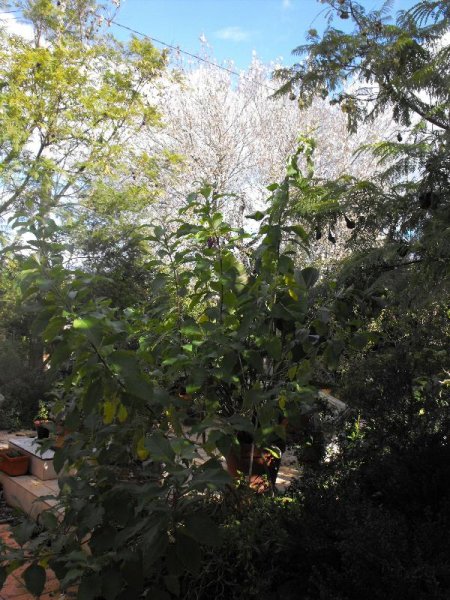 Almond, Jacarandas & Iochroma.jpg