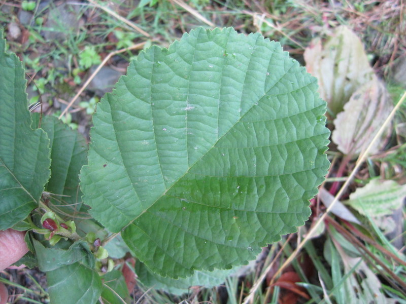 ALNUS  GLUTINOSA  13-09-2010 11-23-14.JPG