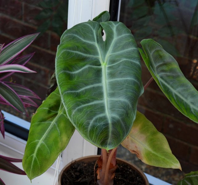 alocasia.JPG