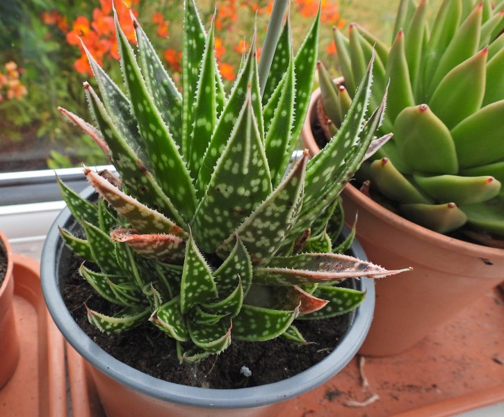 aloe 1.JPG
