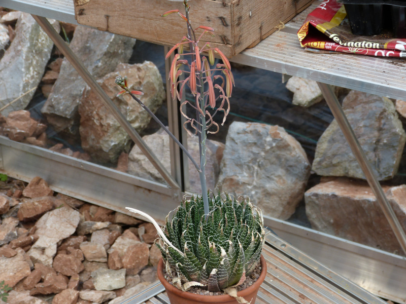 Aloe aristata.JPG