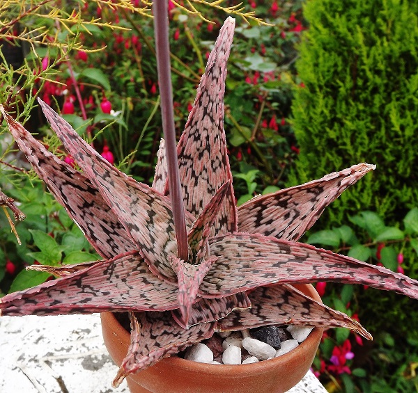Aloe rauhii pink blush.jpg