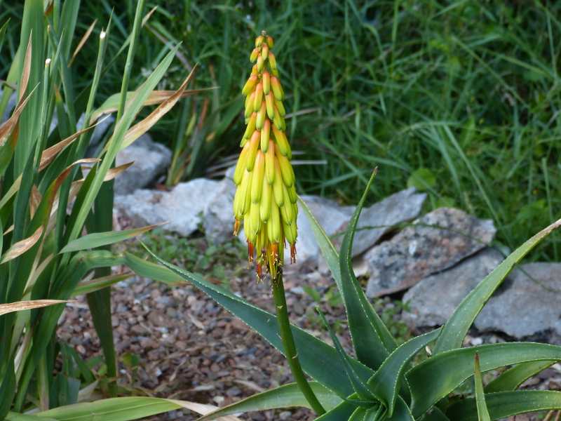 Aloe striatula 1.JPG