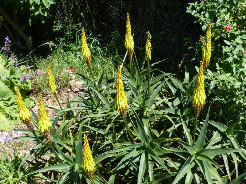 Aloe striatula 2017.JPG