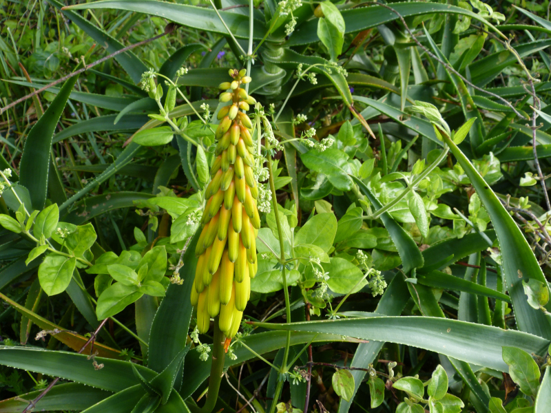 Aloiampelos striatula.JPG