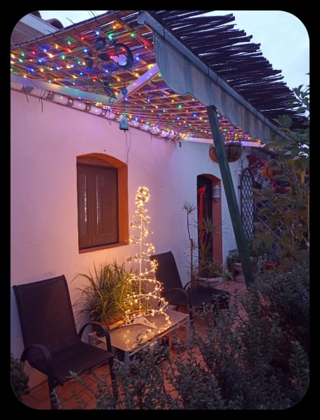 Alpendre Tree Dec 21.jpg