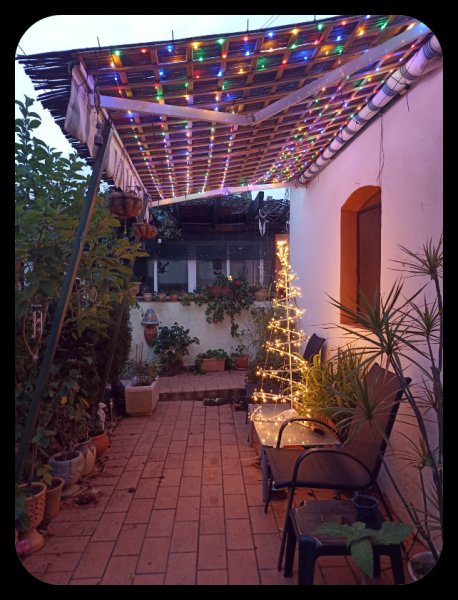 Alpendre Tree2 Dec 21.jpg