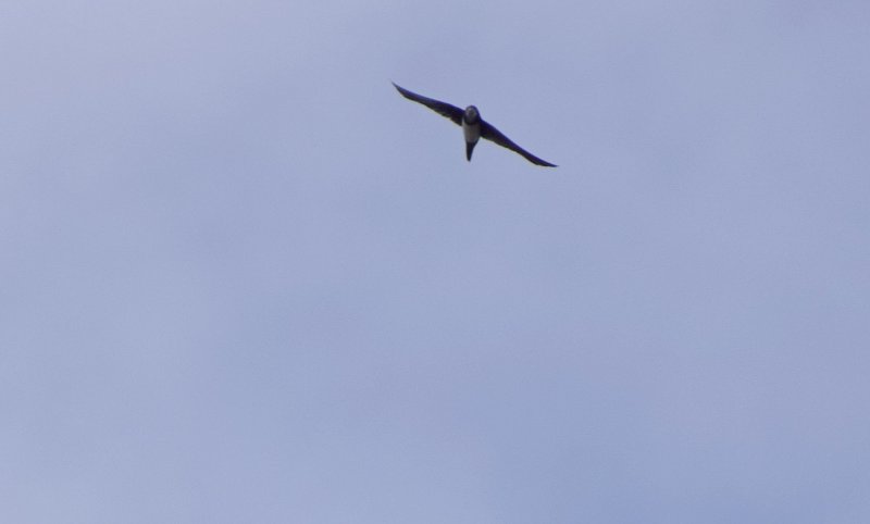 Alpine Swift.jpg