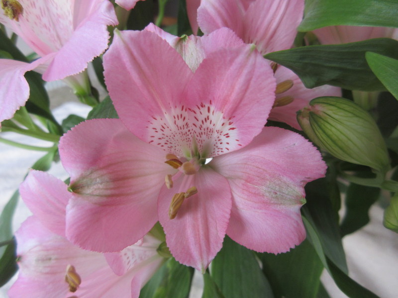 ALSTROEMERIA 15-08-2020 09-09-02.JPG
