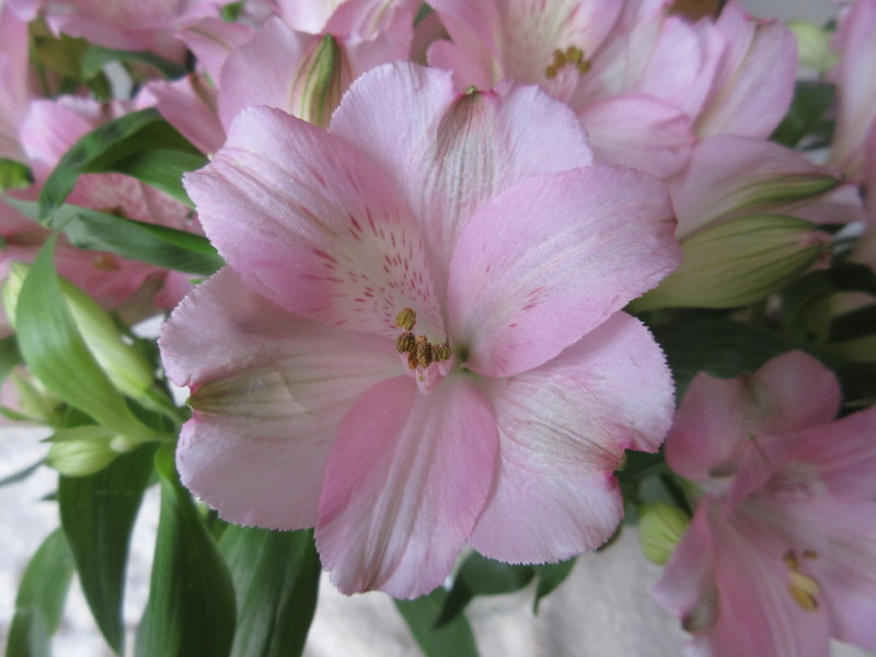 ALSTROEMERIA 15-08-2020 09-09-43.JPG