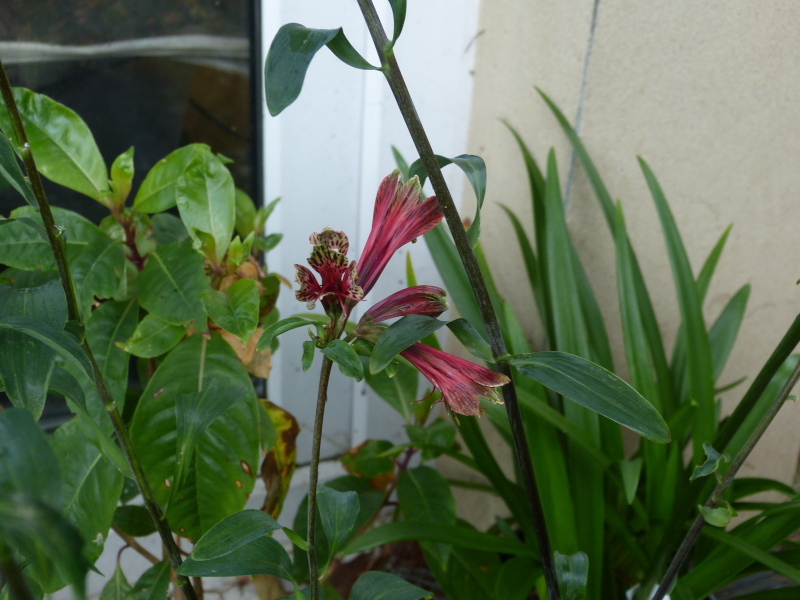 Alstroemeria psittacina.JPG
