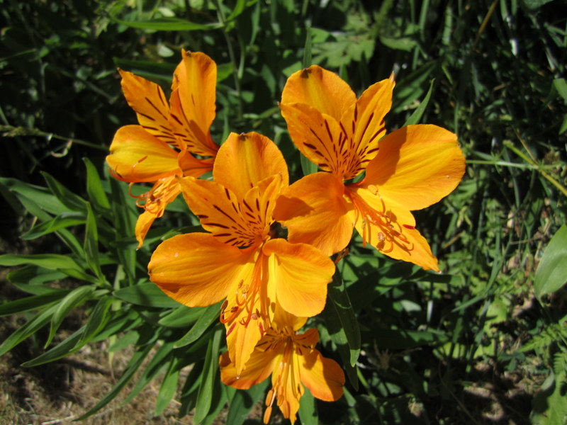 ALSTROEMERIA  XXX 21-07-2013 14-07-41.JPG