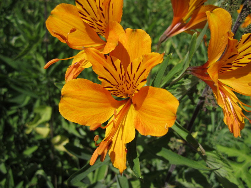 ALSTROEMERIA  XXX 21-07-2013 14-07-55.JPG