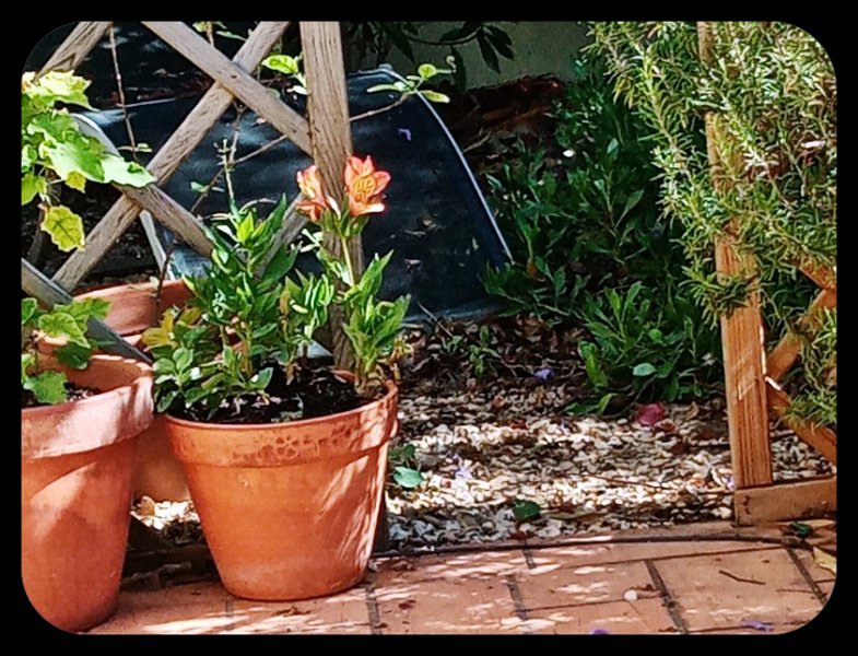 Alstroemeria2 8 Jul 22.jpg