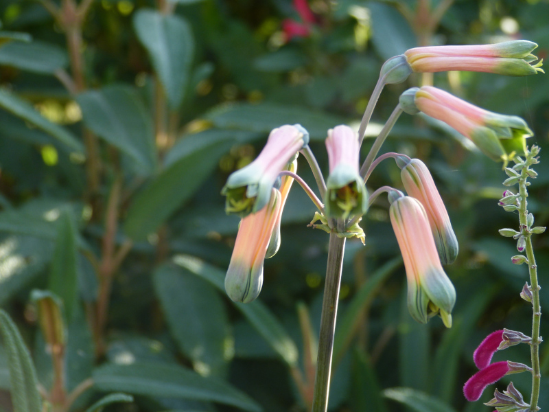 Alstromera isabellana.JPG