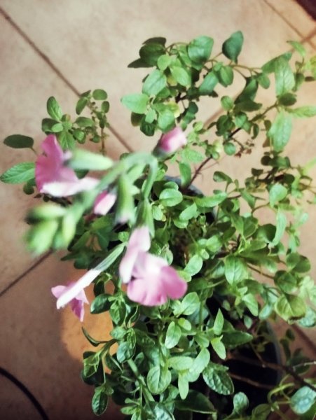 alvia micro 1 ep 25.jpg