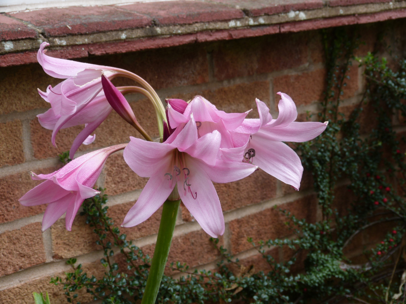 Amarcrine Zwanenburg.JPG