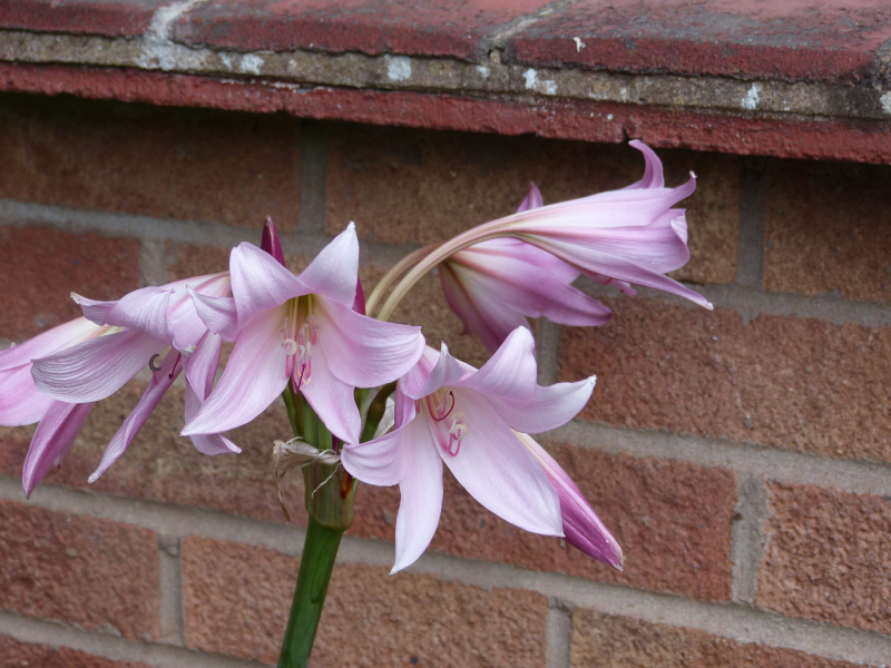 Amarine tubergenii Zwanenburg,.JPG