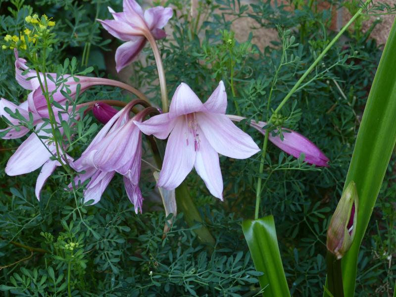 Amarine Zwanenberg.JPG