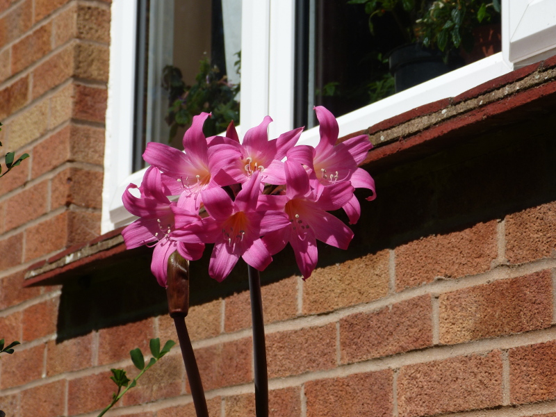 Amaryllis belladonna 2017.JPG