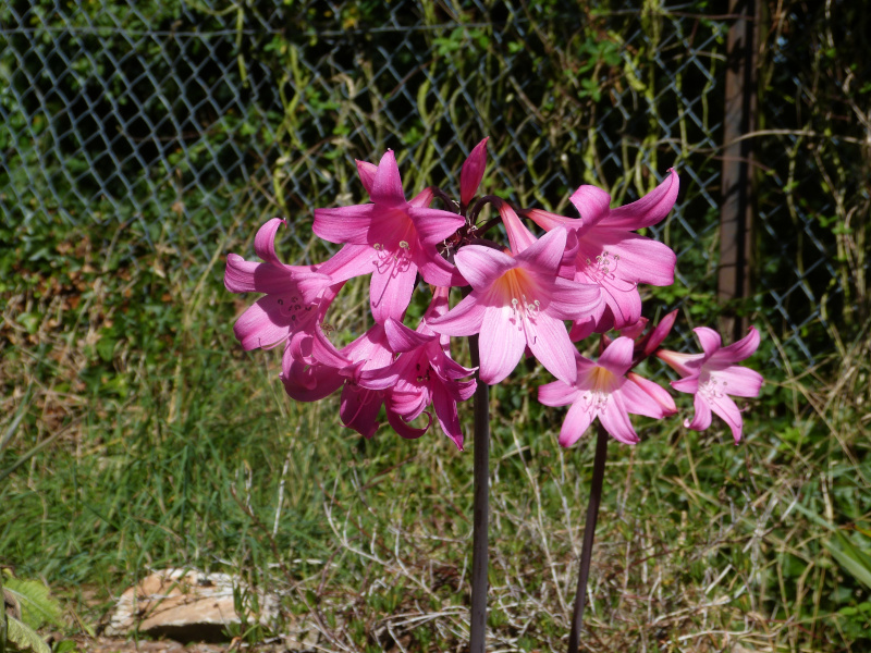 Amaryllis belladonna.JPG