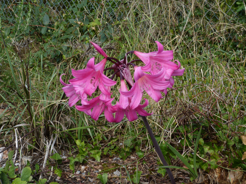 Amaryllis belladonna.JPG