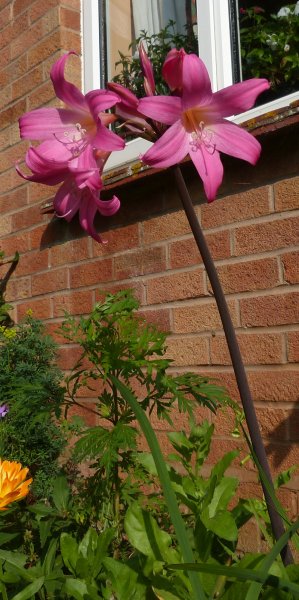 Amaryllis belladonna.JPG