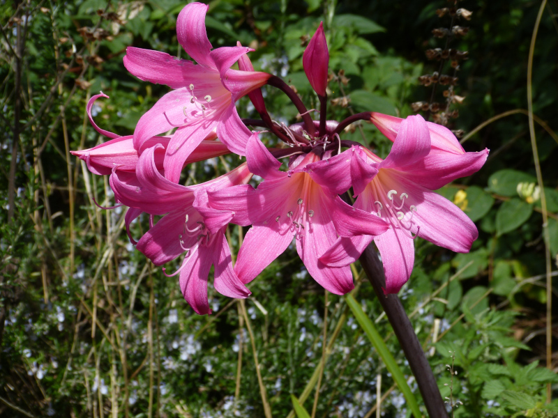 Amaryllis belladonna1.JPG
