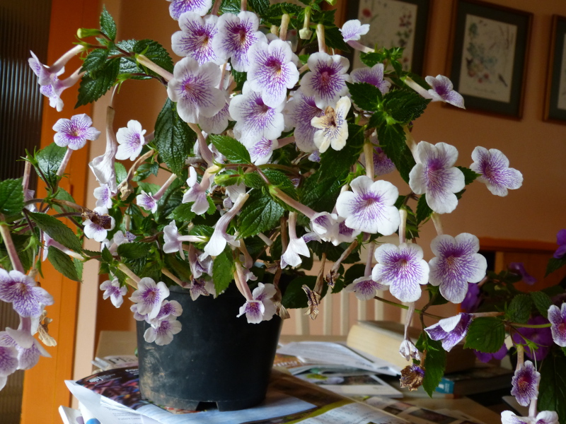 Ambroise Verschaffelt.JPG