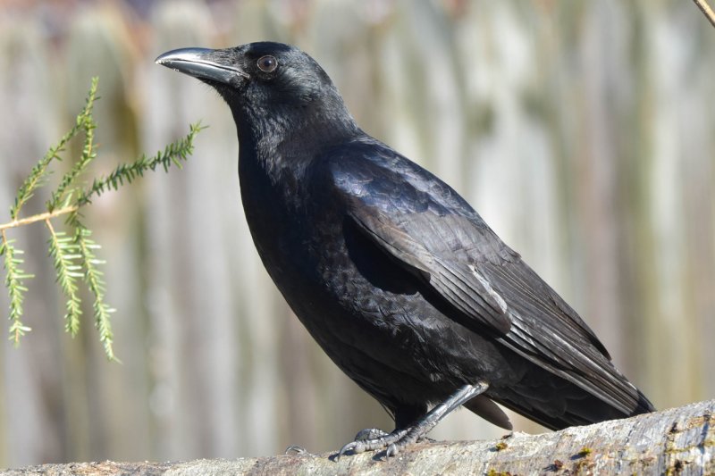 American Crow GC 3.jpg