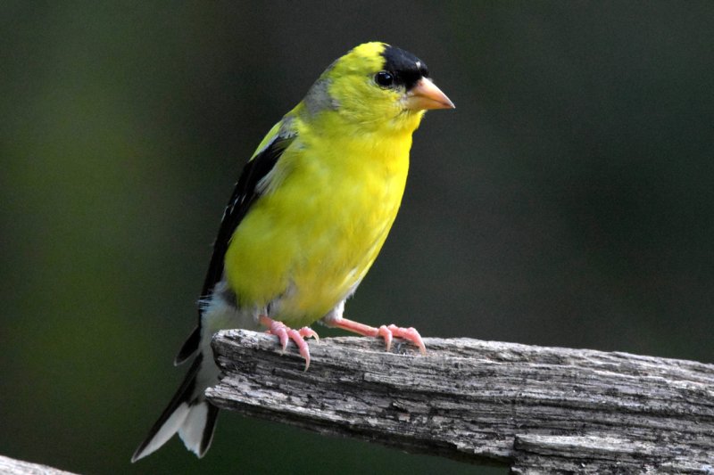 American Goldfinch GC.jpg