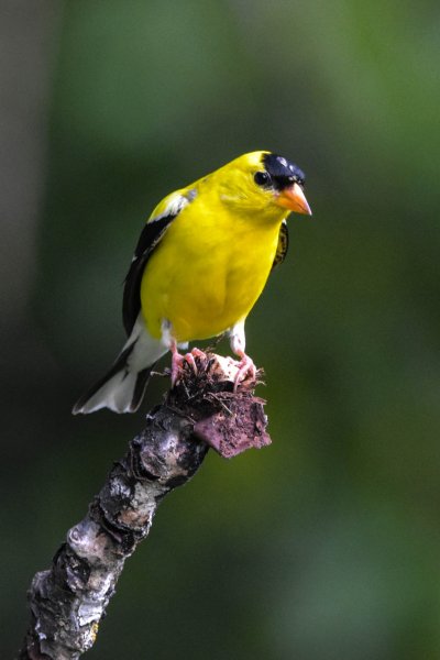 American Goldfinch.jpg